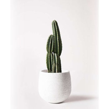 観葉植物 柱サボテン 8号 エコストーンwhite 付き Hitohana ひとはな 観葉植物柱サボテン 通販モノタロウ Pillar Cactus 3