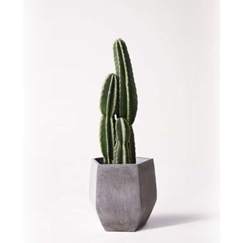 pillar-cactus-7 観葉植物 柱サボテン 8号 ファイバークレイ Gray 付き