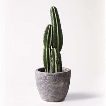観葉植物 柱サボテン 8号 アビスソニアミドル 灰 付き Hitohana ひとはな 観葉植物柱サボテン 通販モノタロウ Pillar Cactus 10