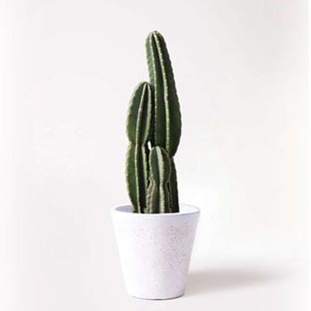 Pillar Cactus 23 観葉植物 柱サボテン 8号 フォリオソリッド 白 付き 1鉢 Hitohana ひとはな 通販モノタロウ