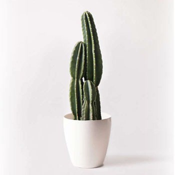 観葉植物 柱サボテン 8号 ラスターポット 付き Hitohana ひとはな 観葉植物柱サボテン 通販モノタロウ Pillar Cactus 25