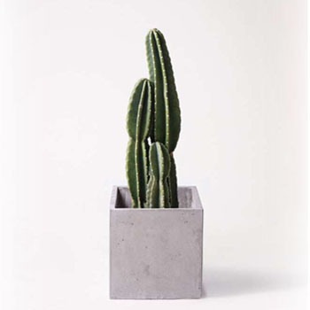 観葉植物 柱サボテン 8号 コンカー キューブ 灰 付き Hitohana ひとはな 観葉植物柱サボテン 通販モノタロウ Pillar Cactus 30