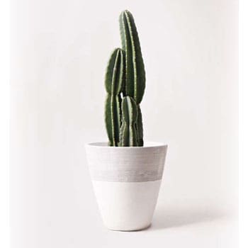 Pillar Cactus 45 観葉植物 柱サボテン 8号 ジュピター 白 付き 贈答用 名入れ 1鉢 Hitohana ひとはな 通販 サイトmonotaro