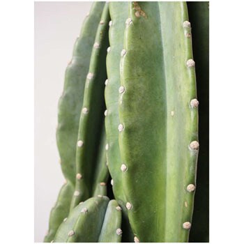 Pillar Cactus 65 観葉植物 柱サボテン 8号 フォリオソリッド ブラックウォッシュ 付き 1鉢 Hitohana ひとはな 通販サイトmonotaro