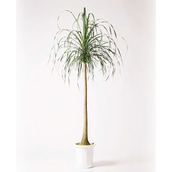 Beaucarnea Recurvata 75 観葉植物 トックリラン 10号 プラスチック鉢 1鉢 Hitohana ひとはな 通販サイトmonotaro