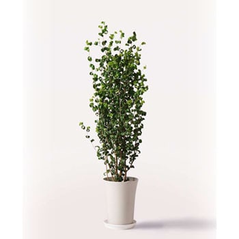 Ficus Benjamina 262 観葉植物 フィカス ベンジャミン 7号 バロック プラスチック鉢 1鉢 Hitohana ひとはな 通販サイトmonotaro