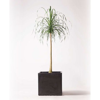 観葉植物 トックリラン 10号 ファイバークレイ 付き Hitohana ひとはな 観葉植物トックリラン 通販モノタロウ Beaucarnea Recurvata 93