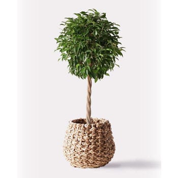 Ficus Benjamina 269 観葉植物 フィカス ベンジャミン 8号 玉造り ラッシュバスケット Natural 付き 1鉢 Hitohana ひとはな 通販サイトmonotaro