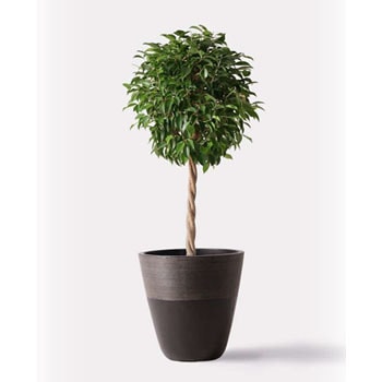 観葉植物 フィカス ベンジャミン 8号 玉造り ジュピター 黒 付き Hitohana ひとはな 観葉植物フィカス ベンジャミン 通販モノタロウ Ficus Benjamina 307