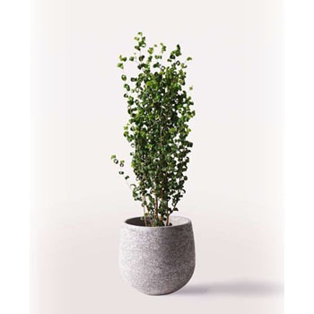 Ficus Benjamina 335 観葉植物 フィカス ベンジャミン 7号 バロック エコストーンgray 付き 1鉢 Hitohana ひとはな 通販サイトmonotaro