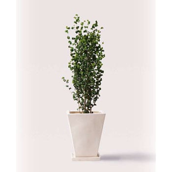 Ficus Benjamina 3 観葉植物 フィカス ベンジャミン 7号 バロック スクエアハット 白 付き 1鉢 Hitohana ひとはな 通販サイトmonotaro