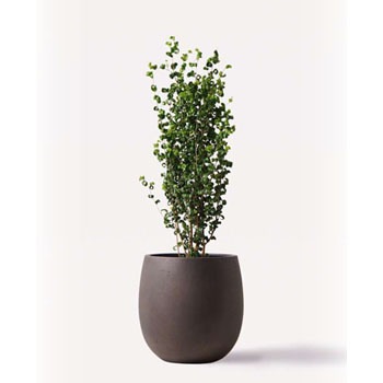 Ficus Benjamina 391 観葉植物 フィカス ベンジャミン 7号 バロック テラニアス バルーン アンティークブラウン 付き 1鉢 Hitohana ひとはな 通販サイトmonotaro