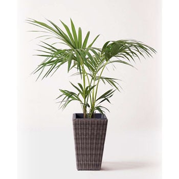 howea-forsteriana-72 観葉植物 ケンチャヤシ 8号 ウィッカーポット