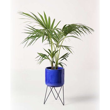 howea-forsteriana-77 観葉植物 ケンチャヤシ 8号 ビトロ エンデカ 鉢