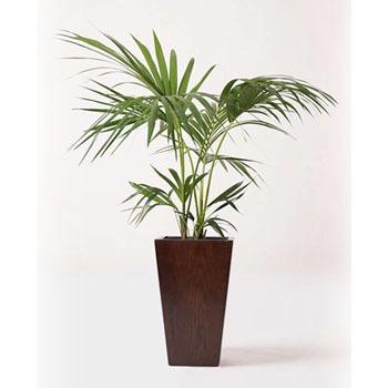 イヌケンチャヤシ 8号 125cm 観葉植物 ケンチャヤシ 8号 プラスチック鉢 | 観葉植物なら