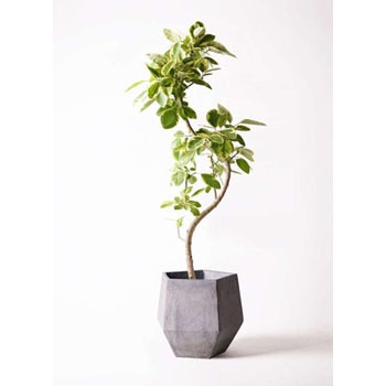 Ficus Altissima 2 観葉植物 フィカス アルテシーマ 10号 曲り ファイバークレイgray 付き 1鉢 Hitohana ひとはな 通販サイトmonotaro