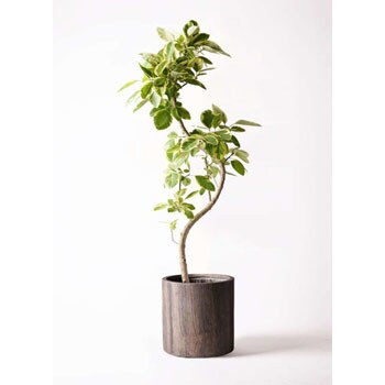 Ficus Altissima 284 観葉植物 フィカス アルテシーマ 10号 曲り アルファシリンダープランター 付き 1鉢 Hitohana ひとはな 通販サイトmonotaro