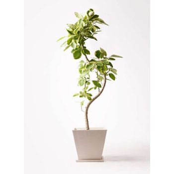 Ficus Altissima 297 観葉植物 フィカス アルテシーマ 10号 曲り パウダーストーン 白 付き 1鉢 Hitohana ひとはな 通販サイトmonotaro