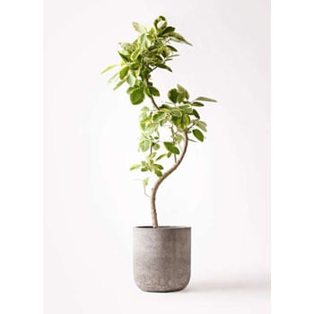 Ficus Altissima 302 観葉植物 フィカス アルテシーマ 10号 曲り エルバ 白 付き 1鉢 Hitohana ひとはな 通販サイトmonotaro