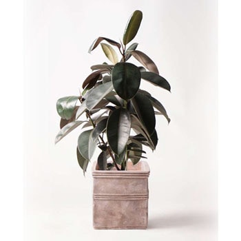 観葉植物 フィカス バーガンディ 8号 ノーマル テラアストラ カペラキュビ 赤茶色 付き Hitohana ひとはな 観葉植物フィカス バーガンディ 通販モノタロウ Ficus Burgundy 35