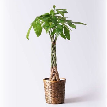 pachira-468 観葉植物 パキラ 6号 ねじり 竹バスケット 付き 1鉢