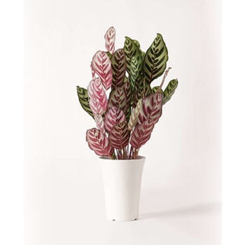 Calathea 1 観葉植物 カラテア マコヤナ 6号 プラスチック鉢 贈答用 名入れ 1鉢 Hitohana ひとはな 通販サイトmonotaro