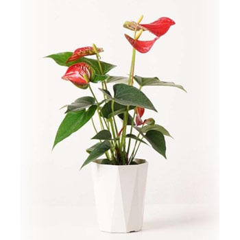 観葉植物 アンスリウム 4号 ダコタ プラスチック鉢 Hitohana ひとはな 観葉植物アンスリウム 通販モノタロウ Anthurium 351