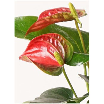 Anthurium 351 観葉植物 アンスリウム 4号 ダコタ プラスチック鉢 1鉢 Hitohana ひとはな 通販サイトmonotaro