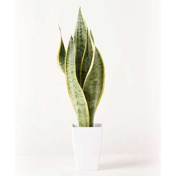 Sansevieria 135 観葉植物 サンスベリア 4号 トラノオ プラスチック鉢 1鉢 Hitohana ひとはな 通販サイトmonotaro