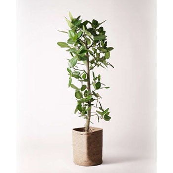 ficus-benghalensis-259 �ϗt�A�� �t�B�J�X �x���K�����V�X 10�� �X�g���[�g ���u�o�X�P�b�gNatural �t�� HitoHana(�ЂƂ͂�) 26537027