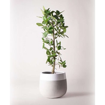 フィカス ウンベラータ 136cm S-shaped tree form 8号 【公式通販】