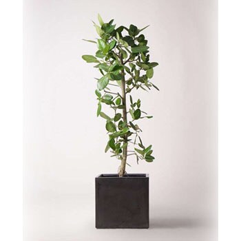 ficus-benghalensis-272 観葉植物 フィカス ベンガレンシス 10号 ストレート ファイバークレイ 付き 1鉢  HitoHana(ひとはな) 【通販モノタロウ】