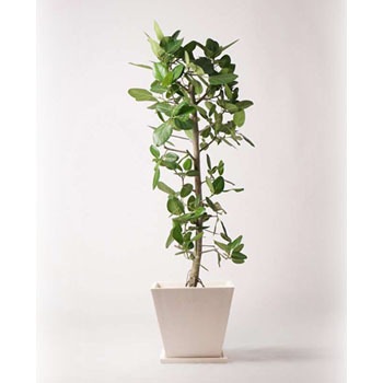 ficus-benghalensis-273 �ϗt�A�� �t�B�J�X �x���K�����V�X 10�� �X�g���[�g �p�E�_�[�X�g�[�� �� �t�� HitoHana(�ЂƂ͂�) 26537167