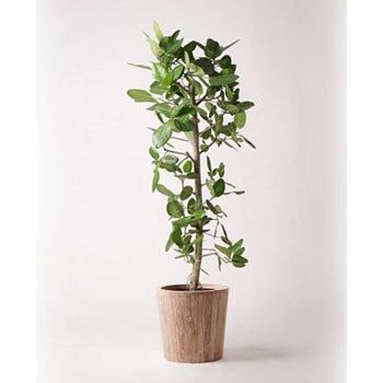 Ficus Benghalensis 274 観葉植物 フィカス ベンガレンシス 10号 ストレート ウッドプランター 付き 贈答用 名入れ 1鉢 Hitohana ひとはな 通販サイトmonotaro