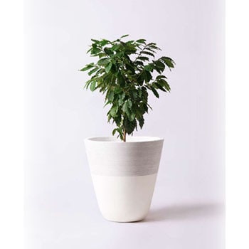 Coffee Tree 99 観葉植物 コーヒーの木 10号 ジュピター 白 付き 1鉢 Hitohana ひとはな 通販サイトmonotaro