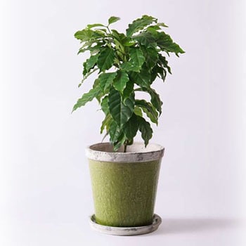 観葉植物 コーヒーの木 6号 アンティークテラコッタgreen 付き Hitohana ひとはな 観葉植物コーヒーの木 通販モノタロウ Coffee Tree 114