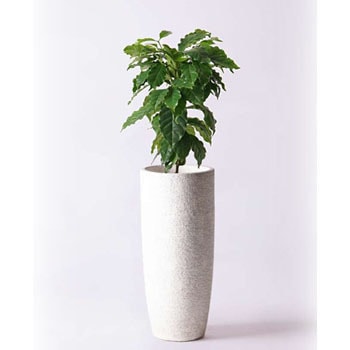 観葉植物 コーヒーの木 6号 エコストーントールタイプ white 付き - HitoHana(ひとはな)