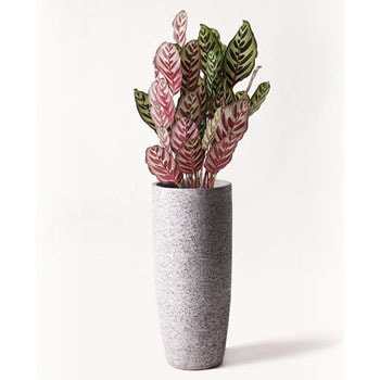 Calathea 7 観葉植物 カラテア マコヤナ 6号 エコストーントールタイプ Gray 付き 1鉢 Hitohana ひとはな 通販サイトmonotaro