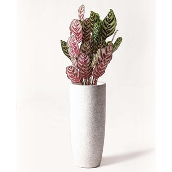 Calathea 8 観葉植物 カラテア マコヤナ 6号 エコストーントールタイプ White 付き 1鉢 Hitohana ひとはな 通販サイトmonotaro