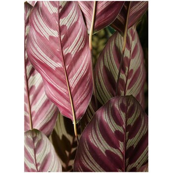 Calathea 12 観葉植物 カラテア マコヤナ 6号 竹バスケット 付き 1鉢 Hitohana ひとはな 通販サイトmonotaro