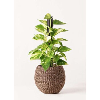 pothos-123 観葉植物 ポトス 4号 アバカバスケット スモーク 付き 1鉢