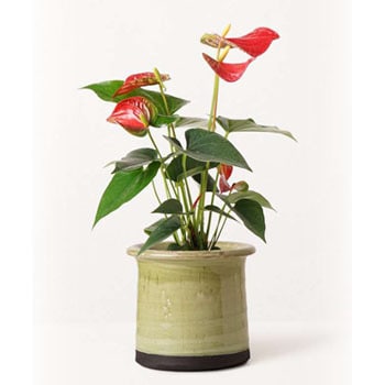 Anthurium 358 観葉植物 アンスリウム 4号 ダコタ アンティークテラコッタ グリーン 付き 贈答用 名入れ 1鉢 Hitohana ひとはな 通販サイトmonotaro