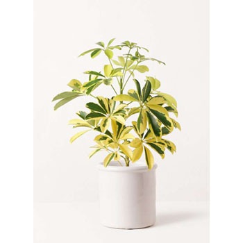 kapok-227 �ϗt�A�� �J�|�b�N(�V�F�t����) 4�� ������ �A���e�B�[�N�e���R�b�^ �z���C�g �t�� �y�����p ������z HitoHana(�ЂƂ͂�) 31698669