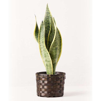 sansevieria-136 観葉植物 サンスベリア 4号 トラノオ 竹バスケット