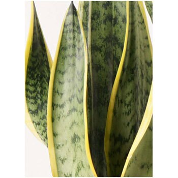 Sansevieria 138 観葉植物 サンスベリア 4号 トラノオ マット グレーズ テラコッタ ホワイト 付き 1鉢 Hitohana ひとはな 通販サイトmonotaro