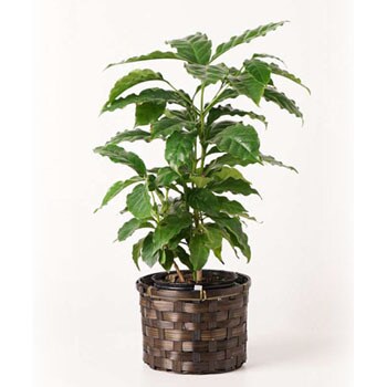 coffee-tree-127 観葉植物 コーヒーの木 4号 竹バスケット 付き 1鉢