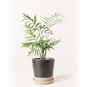 Table Palm 5 観葉植物 テーブルヤシ 4号 マット グレーズ テラコッタ ブラック 付き 1鉢 Hitohana ひとはな 通販サイトmonotaro