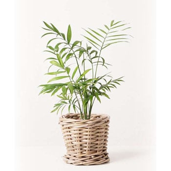 Table Palm 6 観葉植物 テーブルヤシ 4号 グレイラタン 付き 1鉢 Hitohana ひとはな 通販サイトmonotaro