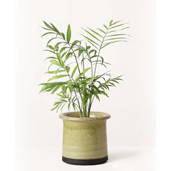 観葉植物 テーブルヤシ 4号 アンティークテラコッタ グリーン 付き Hitohana ひとはな 観葉植物テーブルヤシ 通販モノタロウ Table Palm 8
