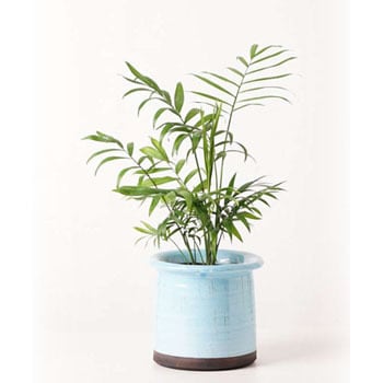 Table Palm 10 観葉植物 テーブルヤシ 4号 アンティークテラコッタ ブルー 付き 1鉢 Hitohana ひとはな 通販サイトmonotaro